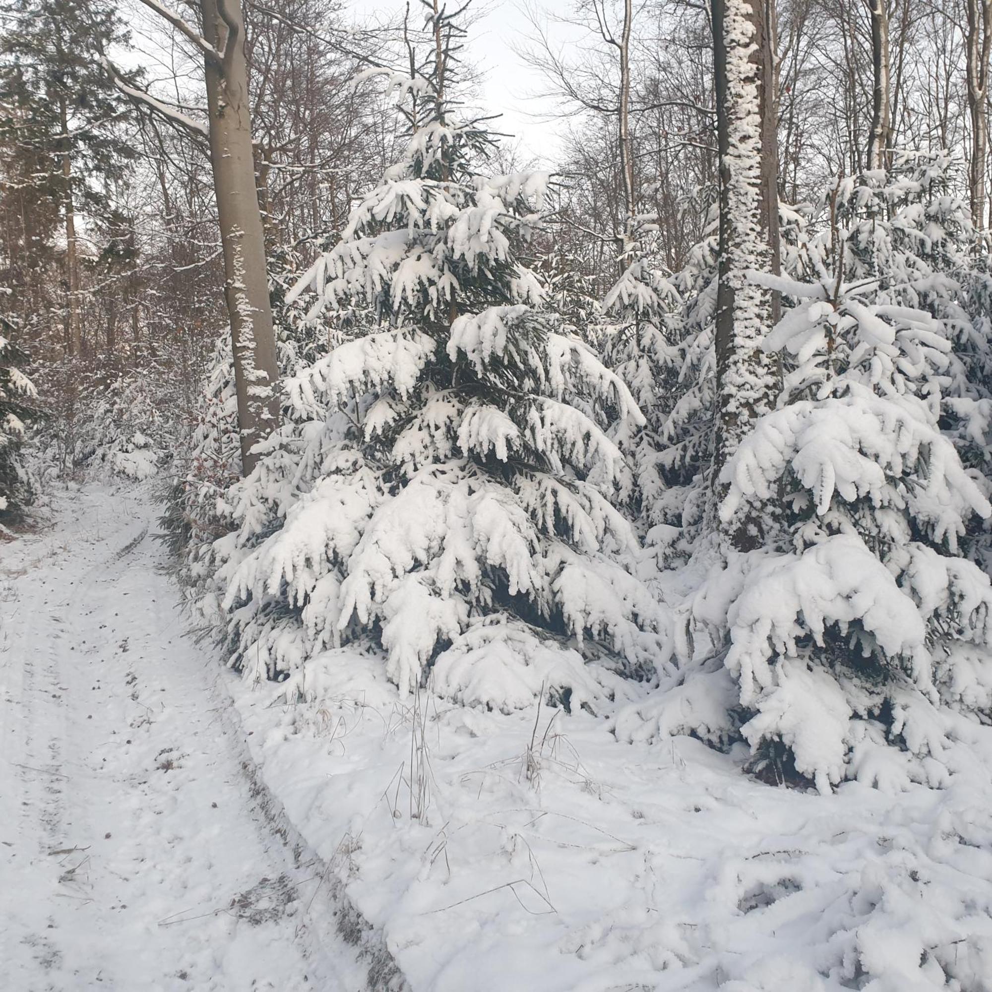 Fewo Winter In Der Villa Waldrand Mit Zwei Balkonen Бад-Вюнненберг Экстерьер фото